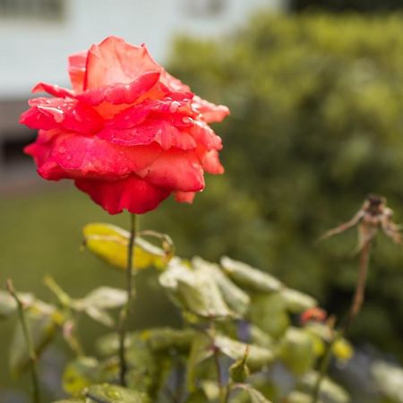 Ferienwohnung Im Ottenhai Bad Harzburg Zewnętrze zdjęcie